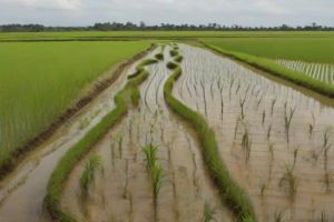 Como Plantar Arroz, do Plantio à Colheita