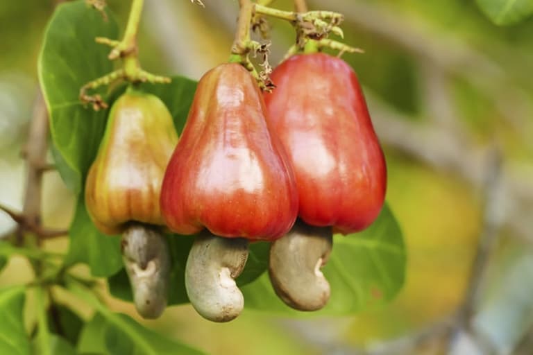 Como Plantar Caju Com a Castanha do Jeito Certo