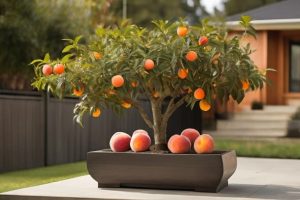 O Melhor Jeito de Plantar e Germinar o Caroço do Pêssego