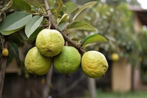 Plantar Goiaba em Casa e Ter A Fruta de Forma Simples