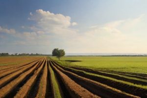 Agricultura de Conservação para um Solo Saudável