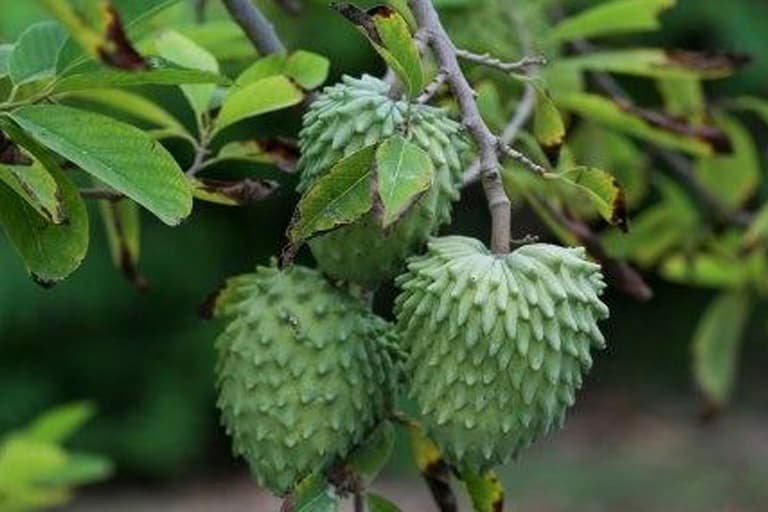 Como Plantar e Cultivar Atemoia Pela Semente em Casa