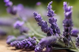 Como Plantar em Casa Alfazema ou Lavanda Francesa