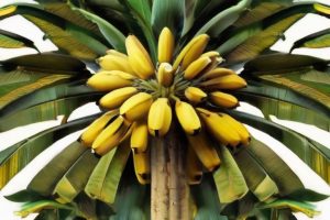 Como Plantar uma Bananeira Orgânica no Seu Quintal