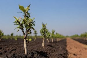 Como o Alinhamento da Poda Influencia as Plantas