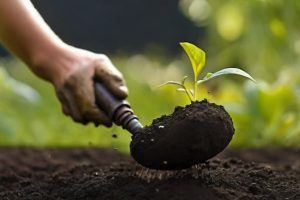 Composto para Adubação Orgânica Como Funciona