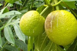 Melhor Método para Obter Frutas Pão Com mudas em Casa