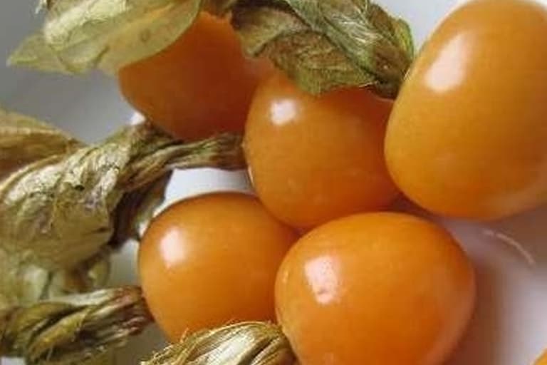 Todos os Segredos das Mudas do physalis (Fisális)