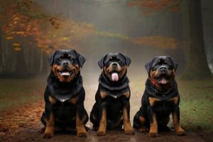 Tudo Sobre Este Incrível Cão, o Rottweiler Cores e Características