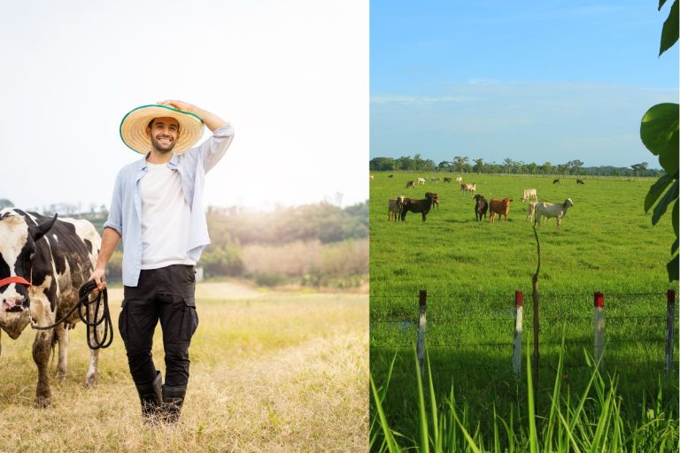 agricultura e pecuaria