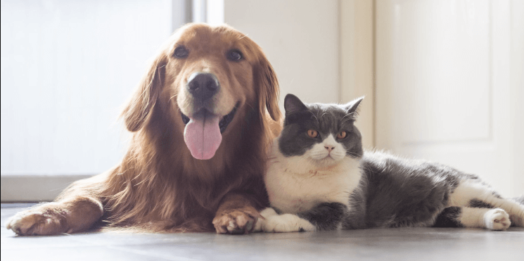 Cadastrar Cães e Gatos no SinPatinhas: Tudo o Que Você Precisa Saber 2 cachorro gato