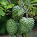 Como Plantar e Cultivar Atemoia Pela Semente em Casa